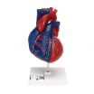    ,   ,  5  - 3B Smart Anatomy -  