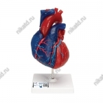    ,   ,  5  - 3B Smart Anatomy -  