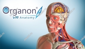   3D Organon -  